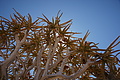 NAMIB0336_DSC06603 - Bernhard Saalfeld