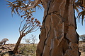 NAMIB0338_DSC06605 - Bernhard Saalfeld