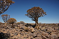 NAMIB0342_DSC06609 - Bernhard Saalfeld