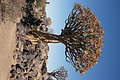 NAMIB0349_DSC06616 - Bernhard Saalfeld