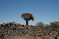 NAMIB0350_DSC06617 - Bernhard Saalfeld