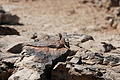 NAMIB0429_DSC02178 - Bernhard Saalfeld
