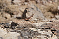 NAMIB0432_DSC02181 - Bernhard Saalfeld