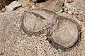 NAMIB0452_DSC02188 - Bernhard Saalfeld