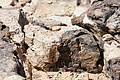 NAMIB0454_DSC02189 - Bernhard Saalfeld
