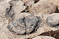 NAMIB0455_DSC02190 - Bernhard Saalfeld