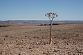 NAMIB0477_DSC06721 - Bernhard Saalfeld