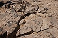 NAMIB0486_DSC06730 - Bernhard Saalfeld