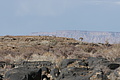 NAMIB0516_DSC02192 - Bernhard Saalfeld