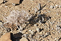 NAMIB0518_DSC02194 - Bernhard Saalfeld