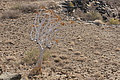NAMIB0522_DSC02198 - Bernhard Saalfeld