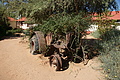 NAMIB0524_DSC06767 - Bernhard Saalfeld