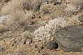 NAMIB0526_DSC02199 - Bernhard Saalfeld
