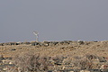 NAMIB0531_DSC02202 - Bernhard Saalfeld