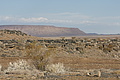 NAMIB0536_DSC02206 - Bernhard Saalfeld