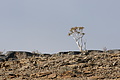 NAMIB0540_DSC02210 - Bernhard Saalfeld