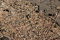 NAMIB0555_DSC06781 - Bernhard Saalfeld