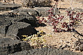 NAMIB0556_DSC06782 - Bernhard Saalfeld