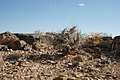 NAMIB0561_DSC06787 - Bernhard Saalfeld