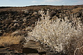 NAMIB0563_DSC06789 - Bernhard Saalfeld