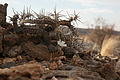 NAMIB0567_DSC06794 - Bernhard Saalfeld
