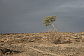 NAMIB0569_DSC06796 - Bernhard Saalfeld