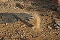 NAMIB0570_DSC06797 - Bernhard Saalfeld