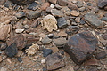 NAMIB0577_DSC06804 - Bernhard Saalfeld