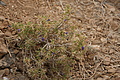 NAMIB0578_DSC06805 - Bernhard Saalfeld