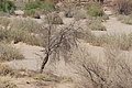 NAMIB0612_DSC02216 - Bernhard Saalfeld