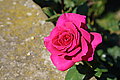 DSC04480 - Bernhard Saalfeld