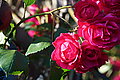 DSC04533 - Bernhard Saalfeld
