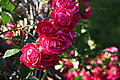 DSC04534 - Bernhard Saalfeld