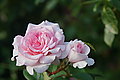 DSC04537 - Bernhard Saalfeld