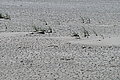 L1001019 - Bernhard Saalfeld