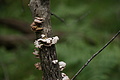 DSC04128 - Bernhard Saalfeld