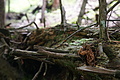 DSC04226 - Bernhard Saalfeld