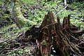DSC04228 - Bernhard Saalfeld