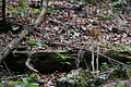 DSC04229 - Bernhard Saalfeld