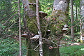 DSC04264 - Bernhard Saalfeld