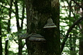 DSC04282 - Bernhard Saalfeld