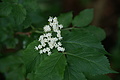 DSC04342 - Bernhard Saalfeld