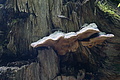 DSC04515 - Bernhard Saalfeld