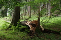 DSC04517 - Bernhard Saalfeld