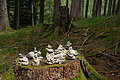 DSC04519 - Bernhard Saalfeld