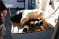 DSC06161 - Bernhard Saalfeld