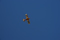 DSC07099 - Bernhard Saalfeld