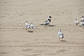 DSC03403 - Bernhard Saalfeld