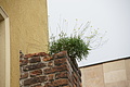 DSC03601 - Bernhard Saalfeld