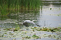 DSC03748 - Bernhard Saalfeld
